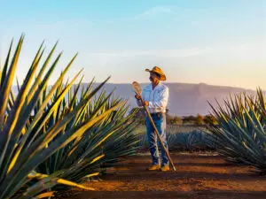 Spirit of Tequila
